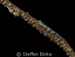 Shrimp & Goby on a Whip Coral. Taken at Cod Hole ot the R... by Steffen Binke 